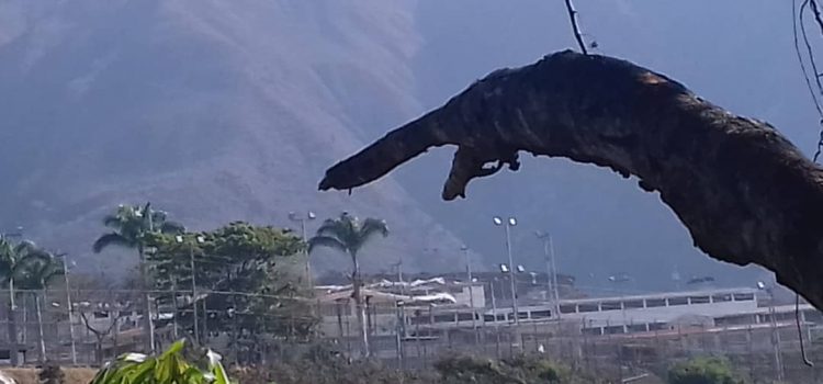 ODH-ULA solicita visita de la Defensoría del Pueblo al Centro Penitenciario de la Región Andina ODH-ULA solicita visita de la Defensoría del Pueblo al Centro Penitenciario de la Región Andina