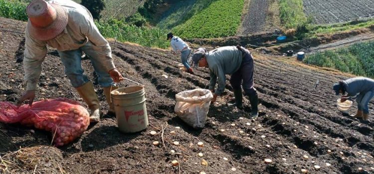 Estado venezolano viola derechos humanos de agricultores, incluido su derecho al trabajo